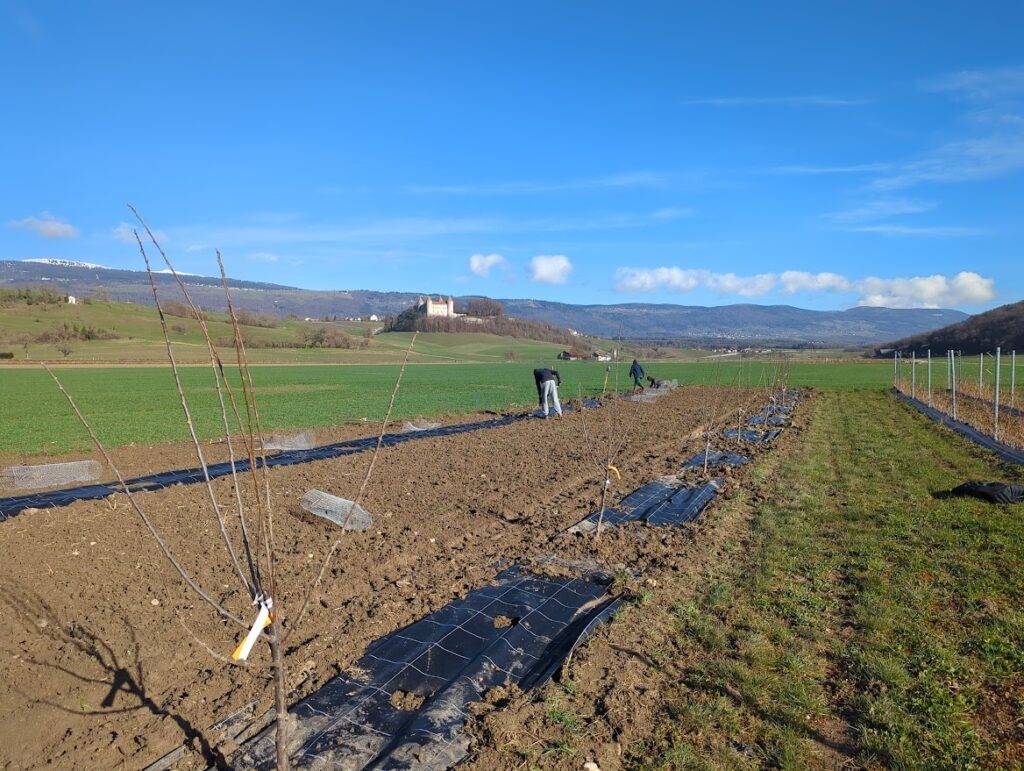 Plantation des plants (2)